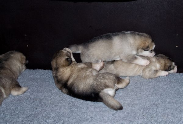 E Wurf 2 Wochen alt 15.jpg